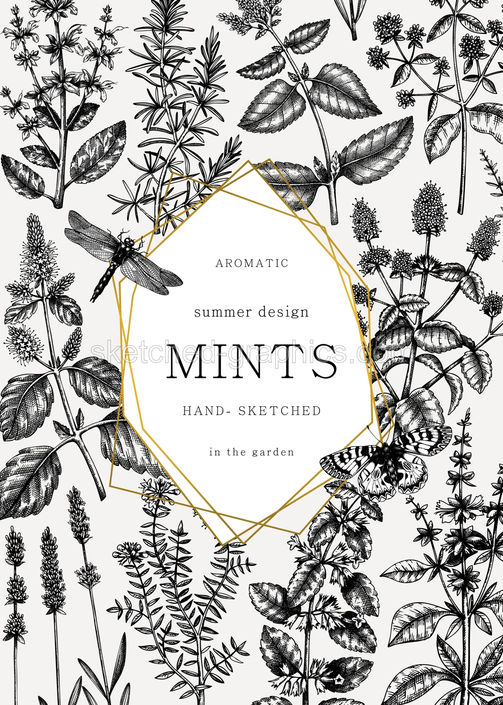 Hand-sketched Mints and Balms card or invitation design. Mints plants and insects illustration in vintage style. Medicinal herbs and summer flowers background. Herbal tea ingredients template.  Illustration
